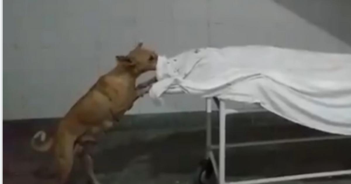 Shocker From UP A Stray Dog Eats The Dead Body Of A Girl See What   Dog Sambhal 