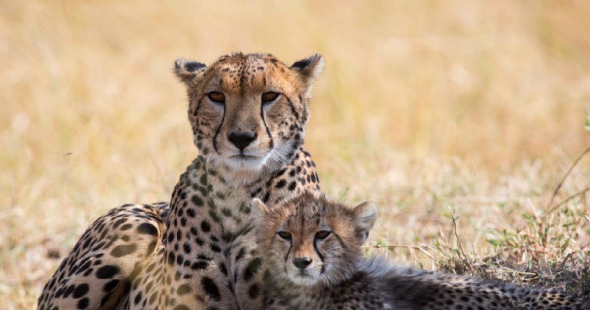 India welcomes cheetahs for the first time in seven decades...PM Modi ...