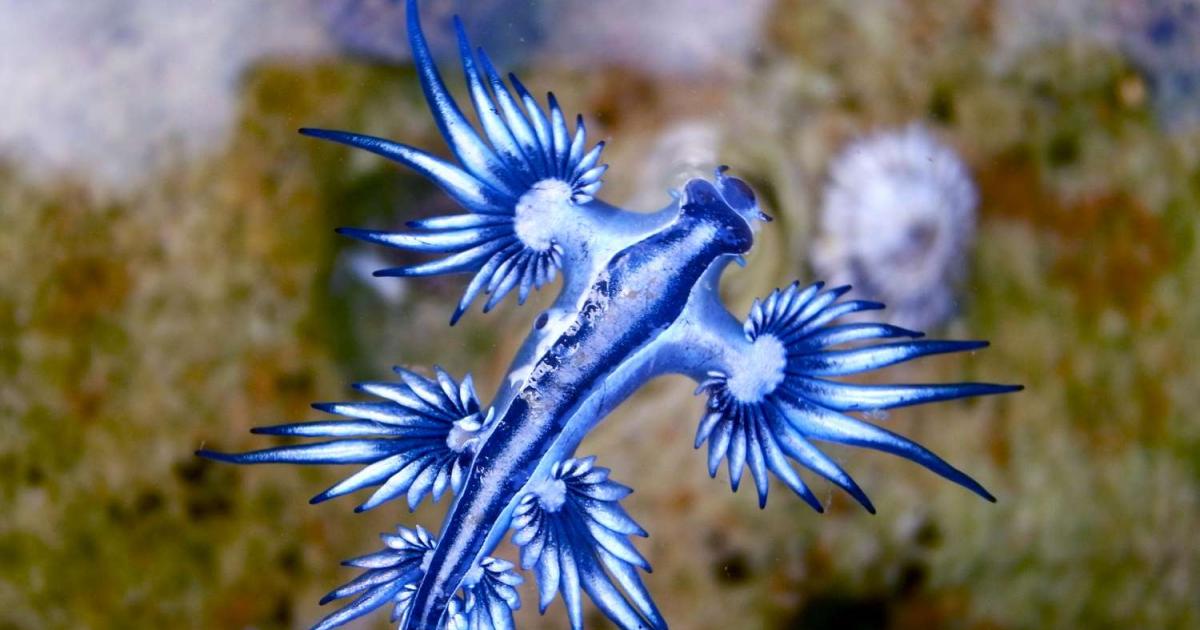 What is Blue Sea Dragon? The venomous deep-sea creature that was ...